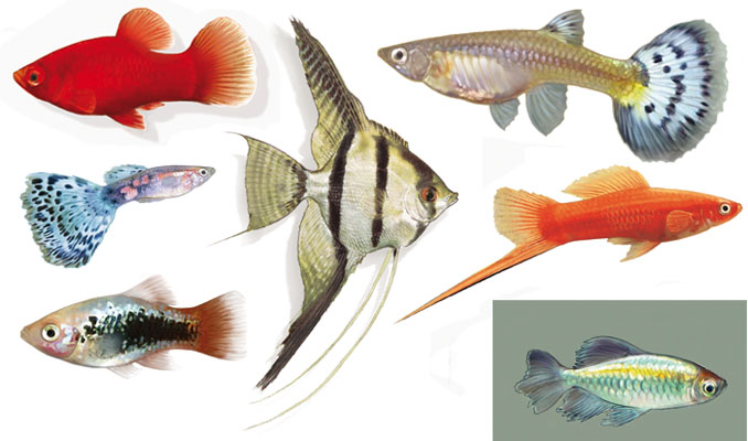 aquarium